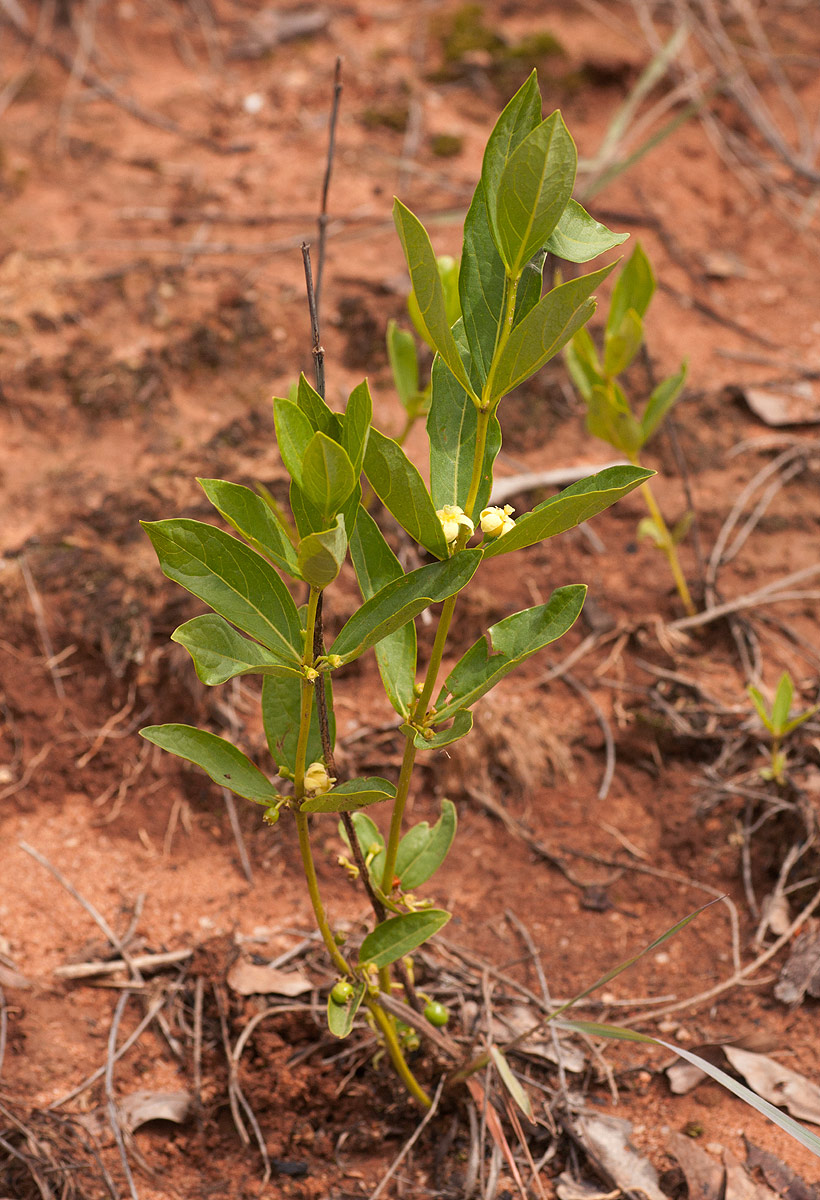 Fadogia tetraquetra var. tetraquetra