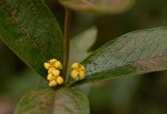 Fadogia tetraquetra var. grandiflora