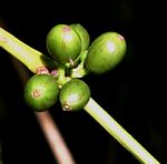 Coffea arabica