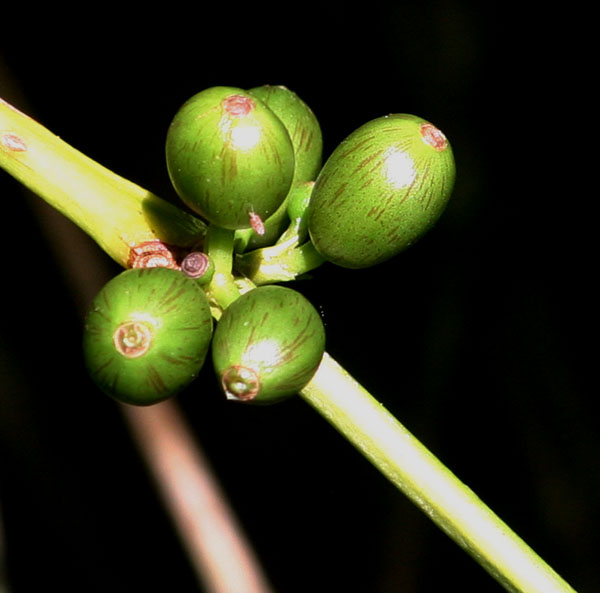Coffea arabica