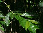 Coffea arabica