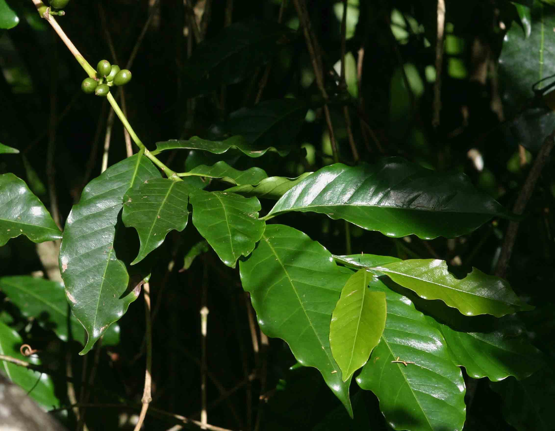 Coffea arabica