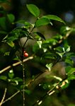 Coffea mufindiensis subsp. australis