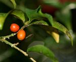 Coffea mufindiensis subsp. australis