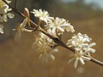 Coffea racemosa