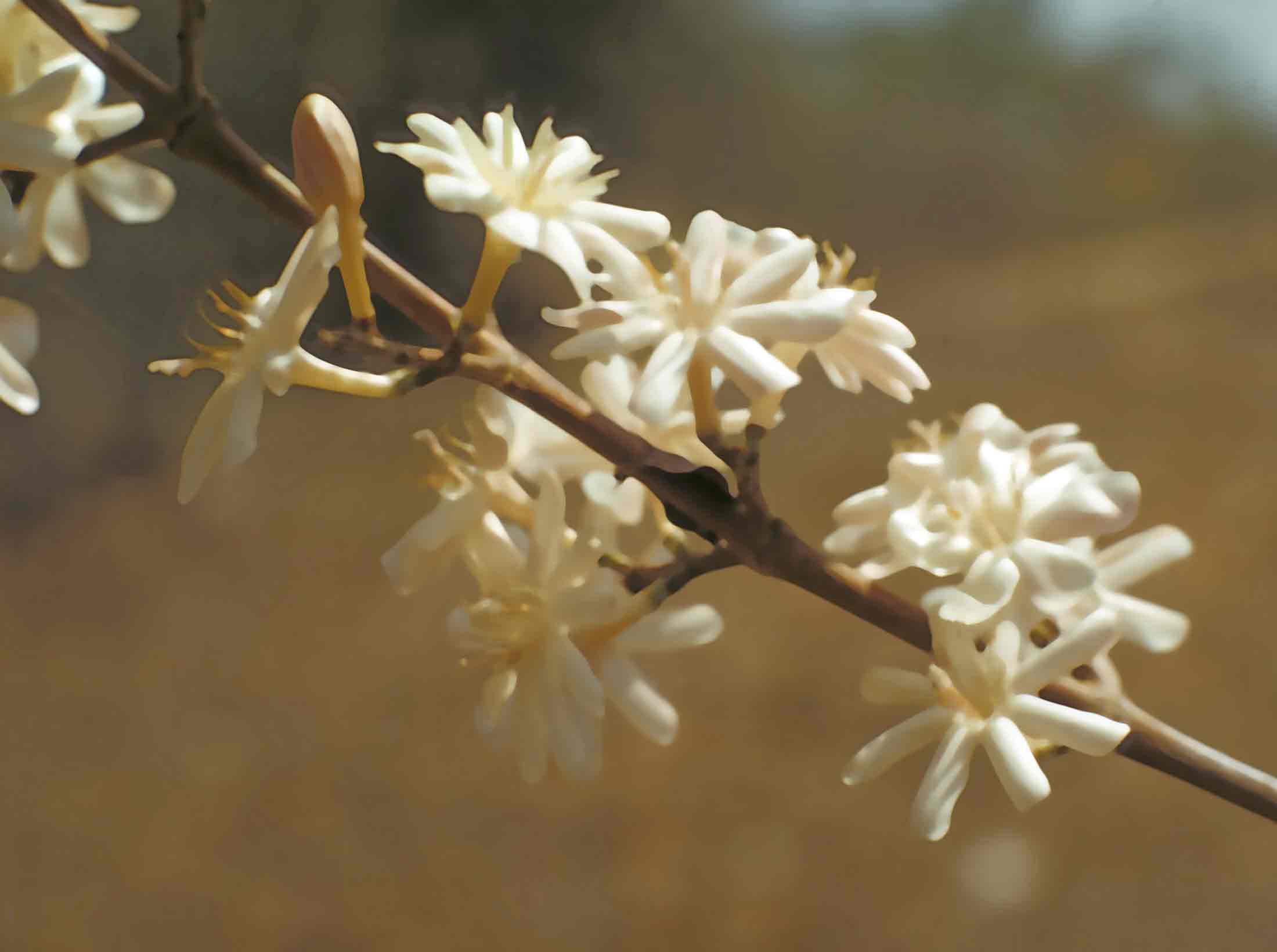 Coffea racemosa