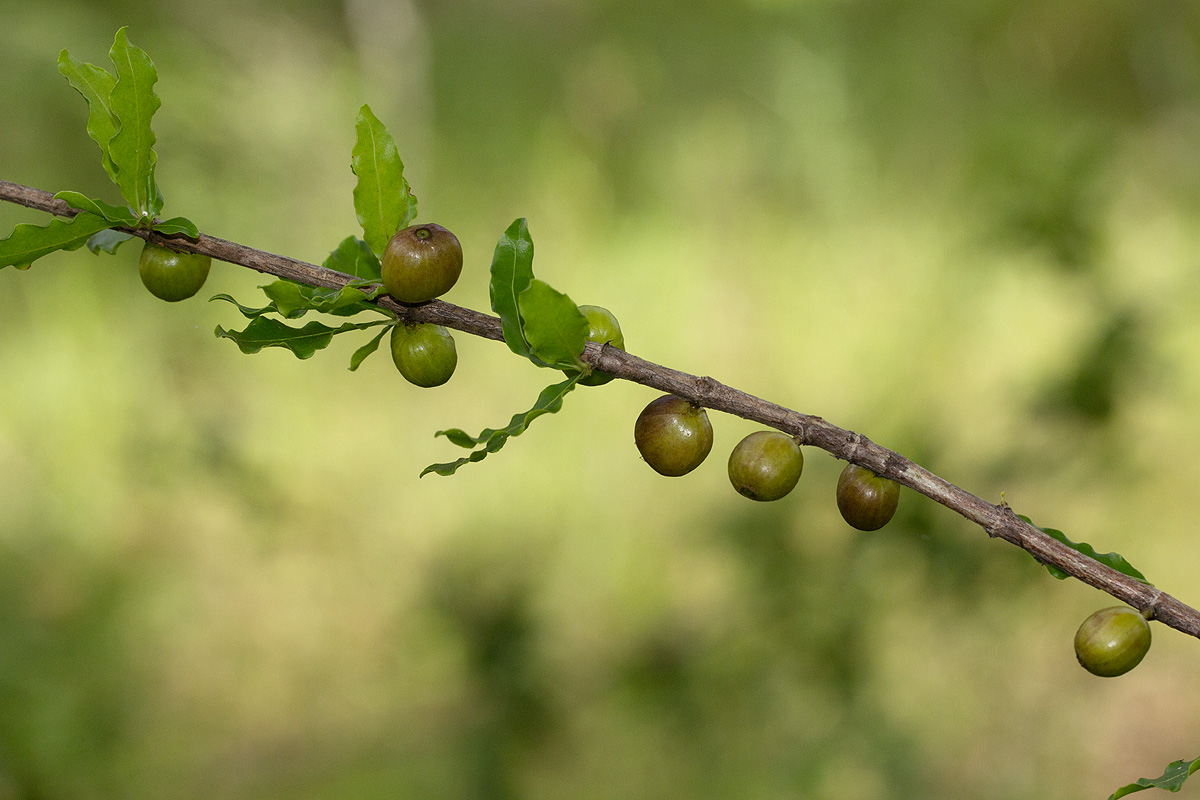 Coffea racemosa