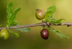 Coffea racemosa