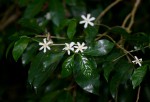 Coffea salvatrix