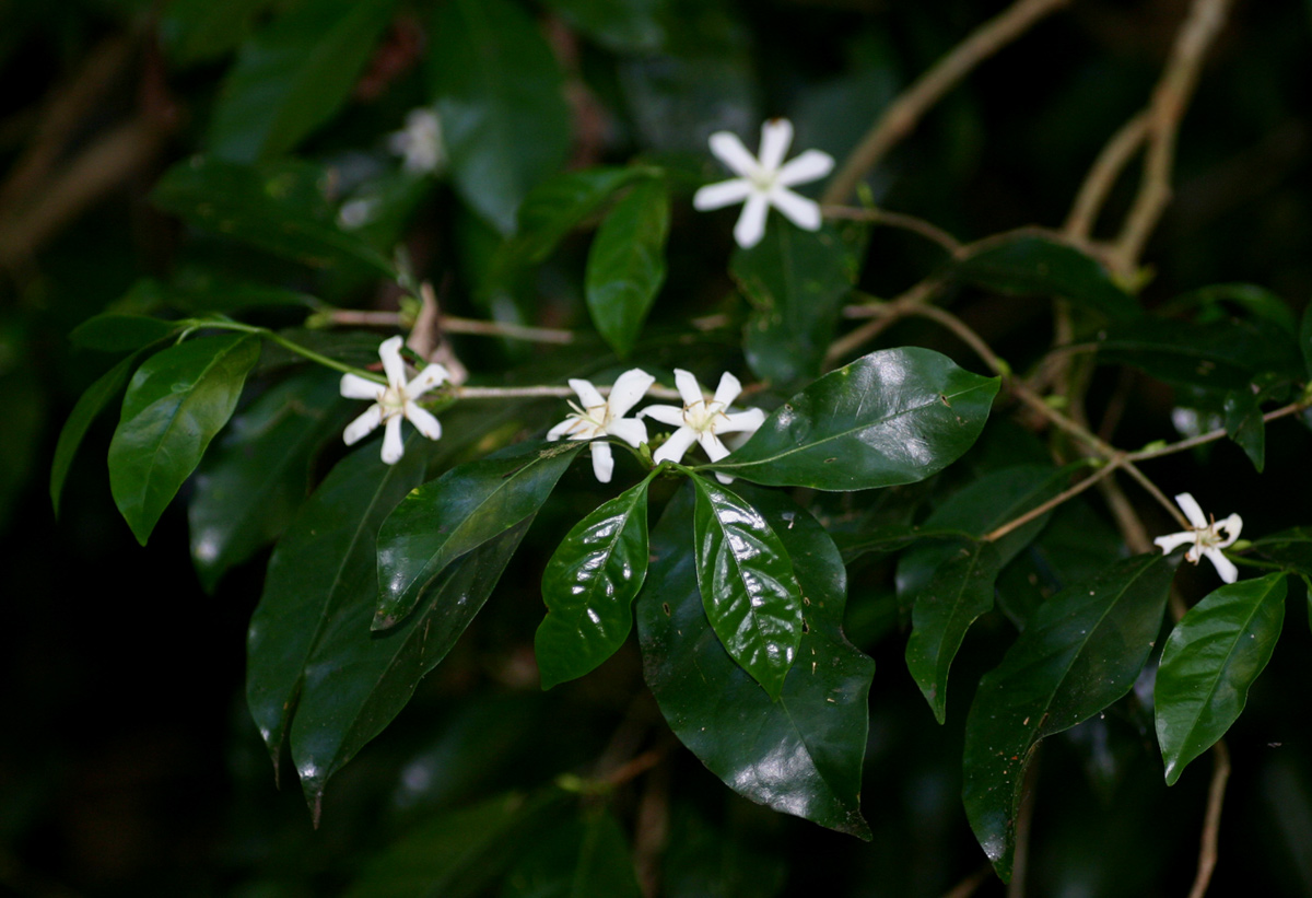 Coffea salvatrix