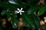 Coffea salvatrix