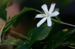 Coffea salvatrix