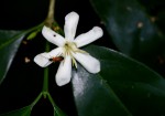 Coffea salvatrix