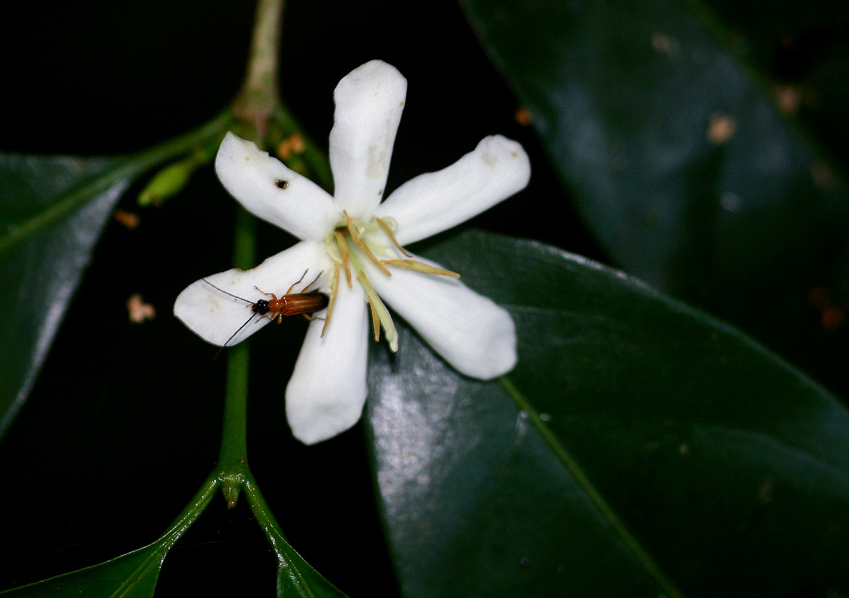 Coffea salvatrix