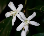 Coffea salvatrix