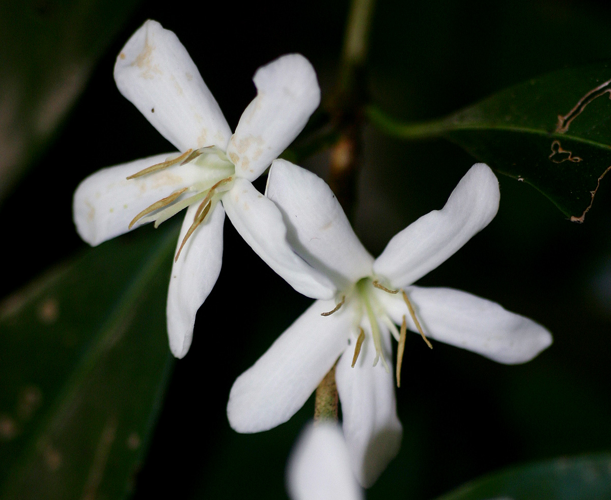 Coffea salvatrix