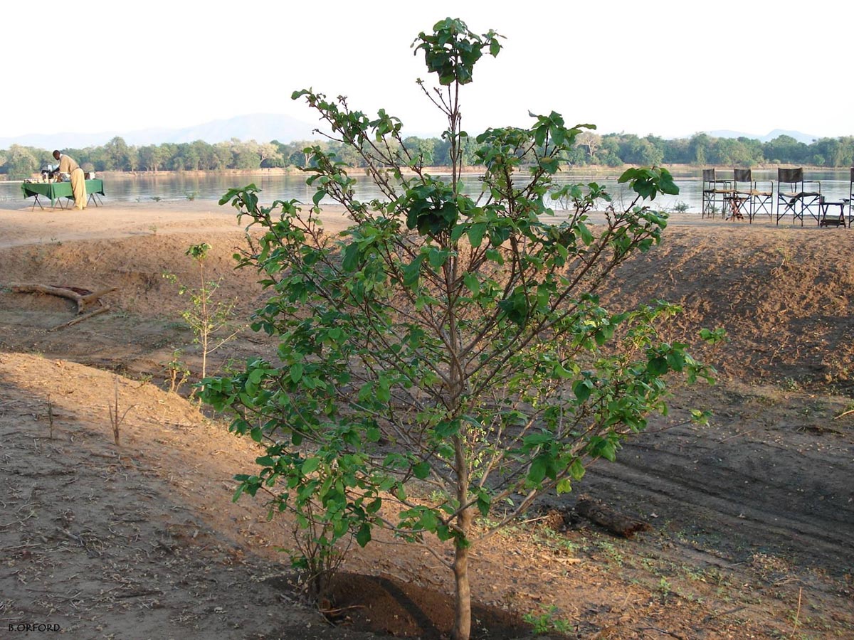 Coffea zanguebariae