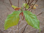 Coffea zanguebariae