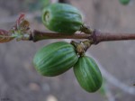 Coffea zanguebariae