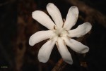 Coffea zanguebariae