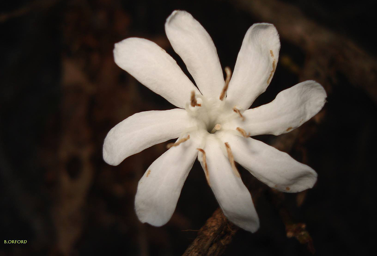 Coffea zanguebariae