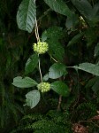 Pavetta comostyla subsp. comostyla var. inyangensis