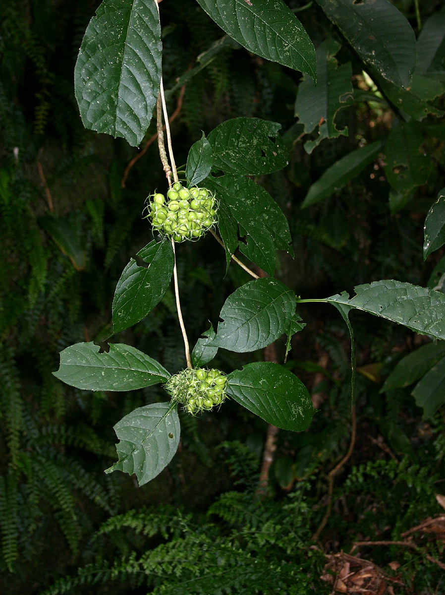 Pavetta comostyla subsp. comostyla var. inyangensis