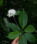 Pavetta comostyla subsp. comostyla var. inyangensis