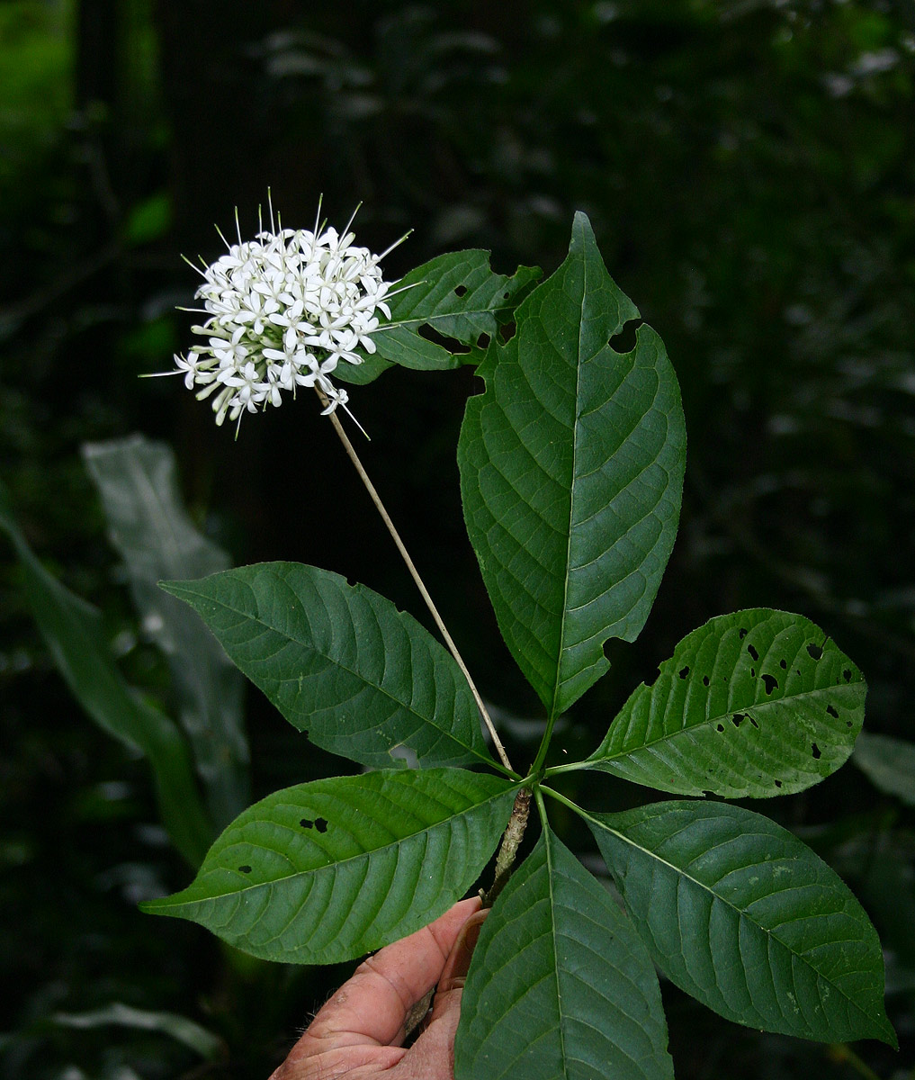 Pavetta comostyla subsp. comostyla var. inyangensis