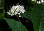 Pavetta comostyla subsp. comostyla var. inyangensis