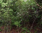 Pavetta comostyla subsp. comostyla var. inyangensis
