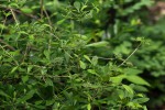 Pavetta gracillima