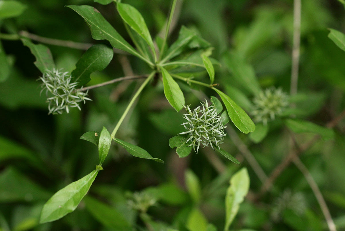 Pavetta gracillima