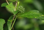 Pavetta gracillima