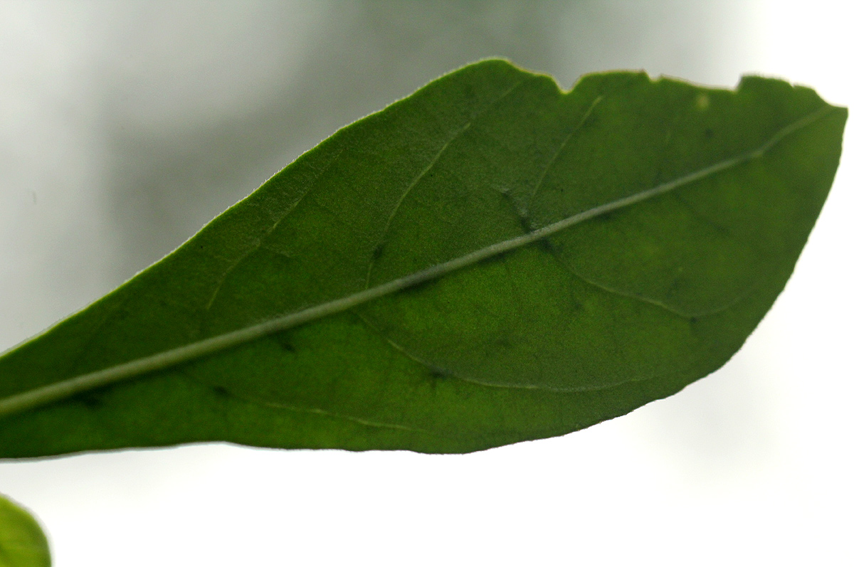 Pavetta gracillima