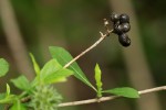 Pavetta gracillima