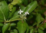 Pavetta gracillima