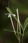 Pavetta radicans