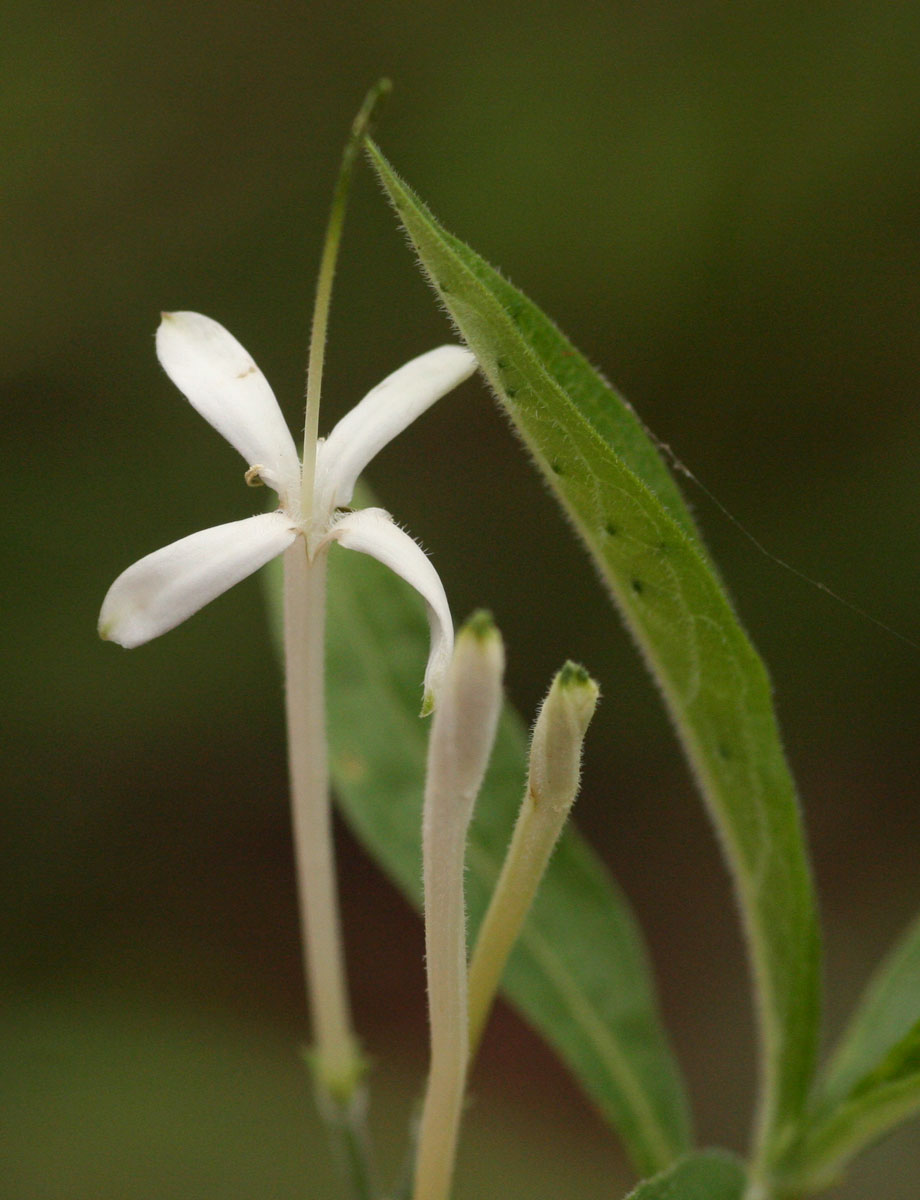 Pavetta radicans