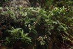 Pavetta radicans