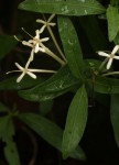 Pavetta radicans