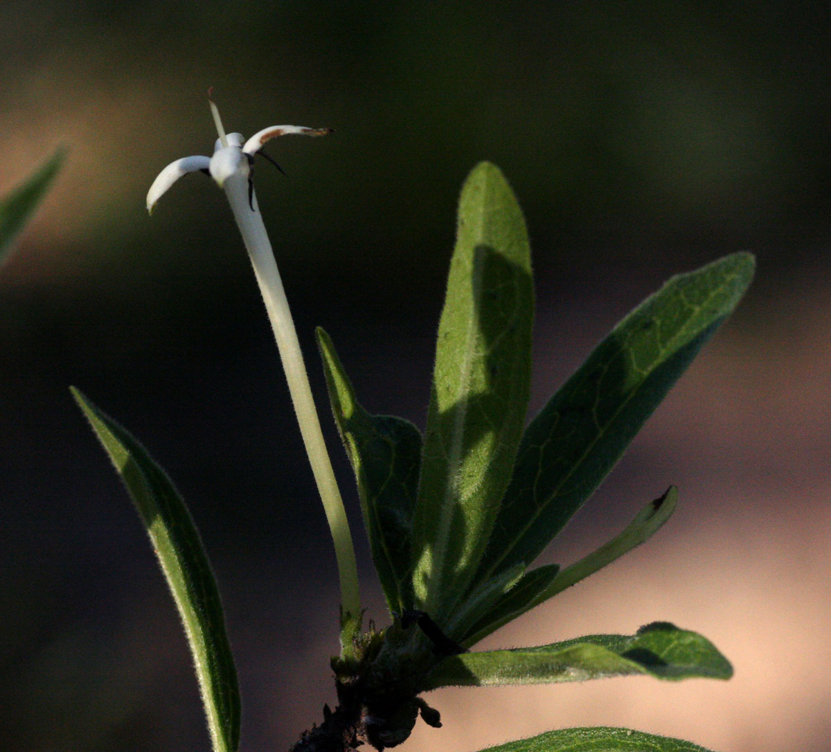 Pavetta radicans