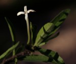 Pavetta radicans