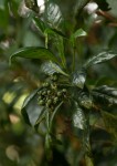 Pavetta umtalensis