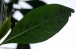 Pavetta umtalensis