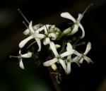 Pavetta umtalensis