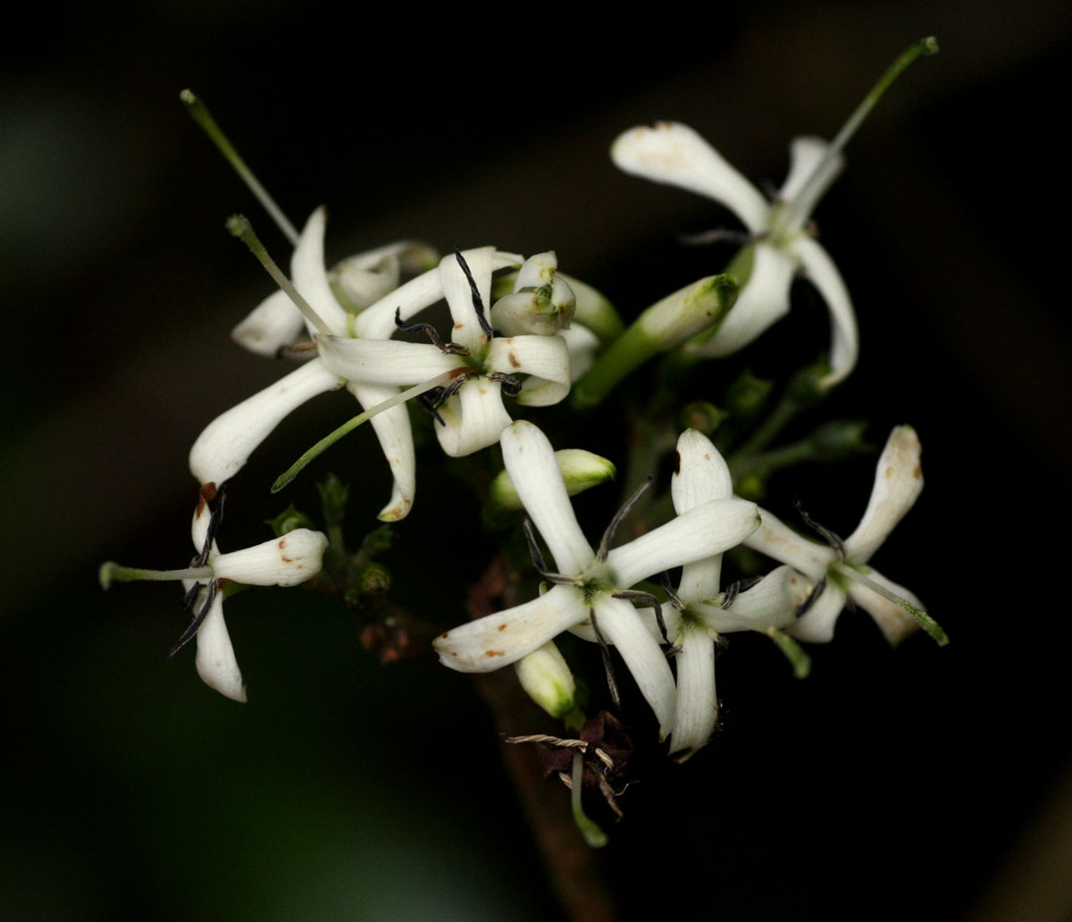 Pavetta umtalensis