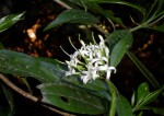 Pavetta umtalensis