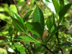 Pavetta umtalensis