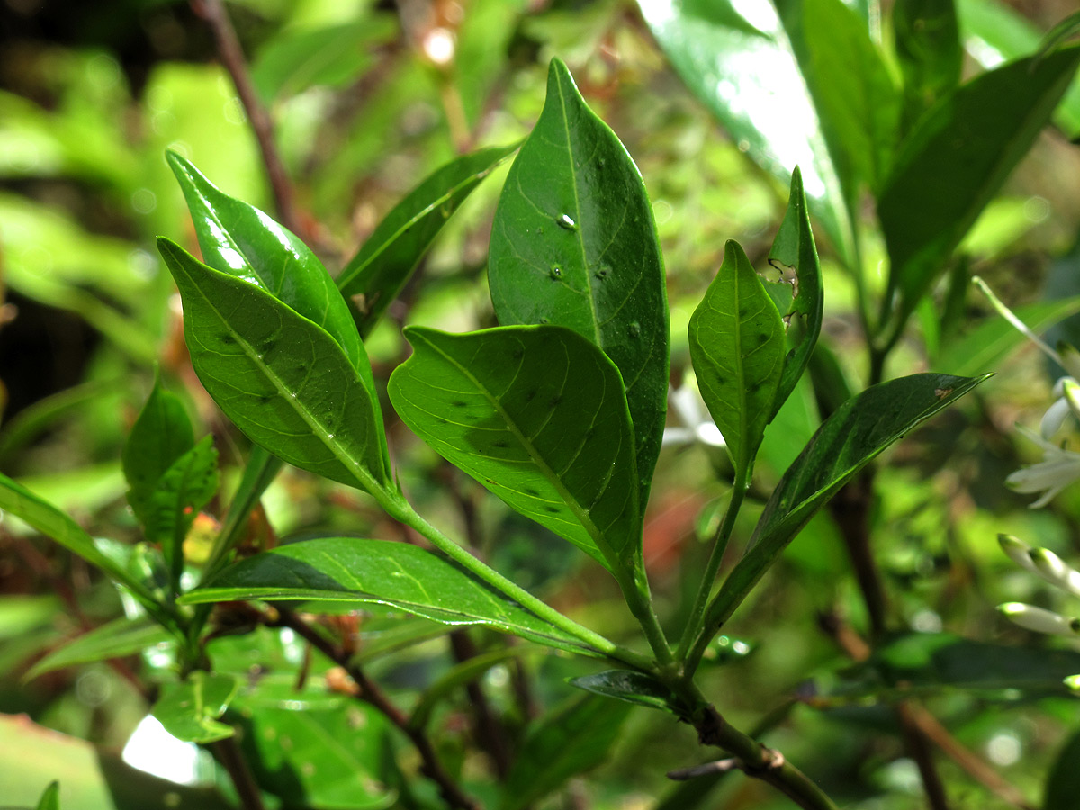Pavetta umtalensis